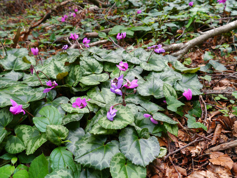 Europ&auml;isches Alpenveilchen, Cyclamen purpurascens