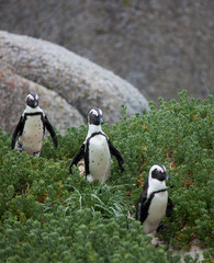 Three funny African penguin (Spheniscus demersus) on Boulders Beach near Cape Town South Africa walking between green bushes. penguins queue on the path. Focus on central penguin © Natalia