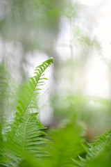 Ostrich fern (Matteuccia struthiopteris). Selective focus and shallow depth of field.