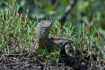 Nile monitor (Varanus niloticus)