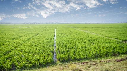 Fototapeta na wymiar Rice field green grass blue sky cloud cloudy landscape background
