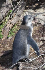 African new born baby penguin (Spheniscus demersus) on Boulders Beach near Cape Town South Africa relaxing in the sun