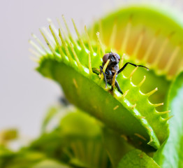 A macro photo of a fly which has been caught inside a venus fly trap plant