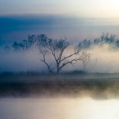 Drzewo nad rzeką we mgle