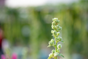Flowers bloom green yet On a Blurry green background