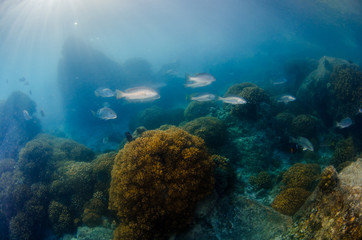 Fototapeta na wymiar Coral reef scenics of the Sea of Cortez. Cabo Pulmo National Park, Baja California Sur, Mexico. The world's aquarium.
