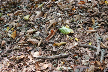 Waldboden