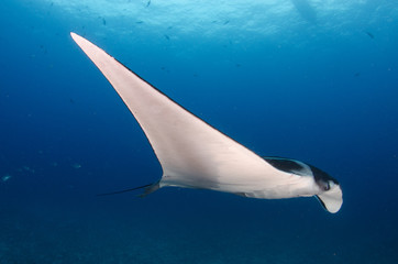 Mantas at the sea of cortez, Mexico.