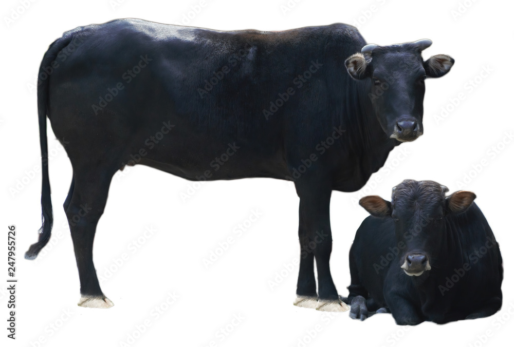 Wall mural indian black cow isolated on white background