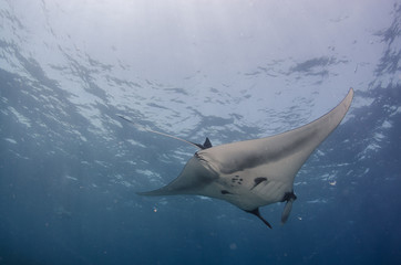 Mantas at the sea of cortez, Mexico.