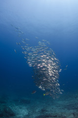 Baitball, Sea of Cortés, Baja California Sur. Mexico.