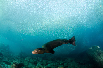 Californian sea lion (Zalophus californianus) swimming and playing in the reefs of los islotes in Espiritu Santo island at La paz,The world's aquarium. Baja California Sur,Mexico.