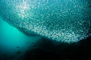 Fototapeta na wymiar School of flatiron herring, islands of the Sea of Cortez, Mexico.