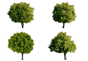 Fototapeta premium Isolated trees on white background