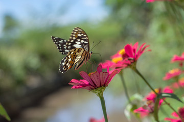 Fototapeta na wymiar Butterflies in spring