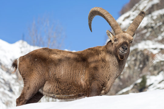 Maschio adulto di stambecco delle Alpi (Capra ibex)