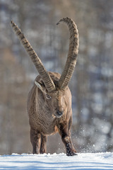 Faccia a faccia con il re delle Alpi, stambecco alpino (Capra ibex)