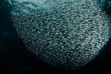 School of flatiron herring, islands of the Sea of Cortez, Mexico.