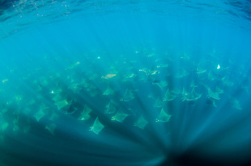 Mobula rays, sea of cortez, mexico