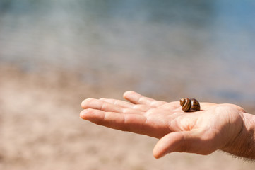 Little shell on the hand, beach and water on the background. Hancza, Poland