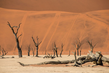 Namibia Namib desert Deadvlei
