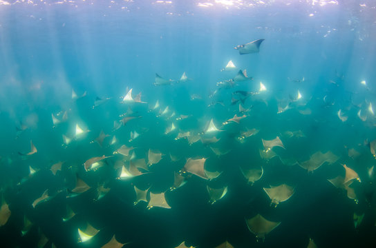 Mobula rays, sea of cortez, mexico