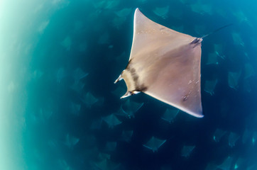 Mobula rays, sea of cortez, mexico