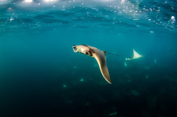 Mobula rays, sea of cortez, mexico