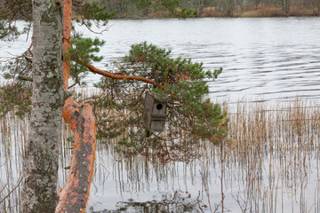 Autumn landscape of Kymijoki river waters and nesting box on a tree, Finland, Kymenlaakso, Kouvola.