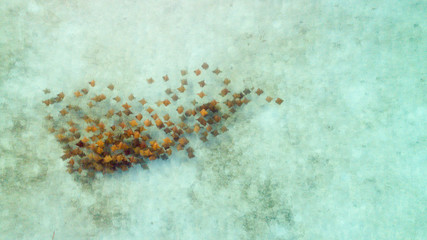 Mobula rays, sea of cortez, mexico