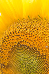 Sunflower close-up