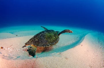 Foto op Canvas Sea turtle resting in the reefs of Cabo Pulmo National Park. Baja California Sur,Mexico. © leonardogonzalez