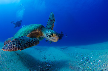 Sea turtle resting in the reefs of Cabo Pulmo National Park. Baja California Sur,Mexico.