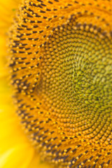 Sunflower close-up