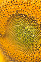 Sunflower close-up