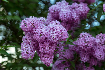 Lilac flowers closeup on a bush. Toned in blue