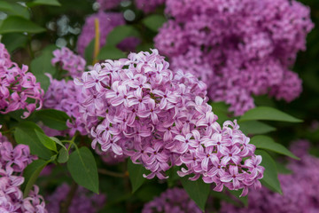 Lilac flowers closeup on a bush.