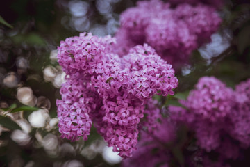 Obraz premium Lilac flowers closeup on a bush. Toned.