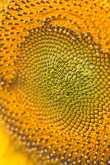 Sunflower close-up