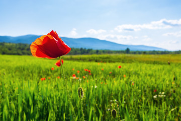 poppy flower in the field. beautiful rural scenery in mountains. sunny day in the late spring....