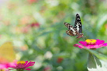  Butterflies in spring