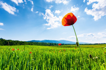 poppy in the field. beautiful countryside scenery in mountains. sunny day in the late spring. fluffy clouds on the sky. sun behind the flower. blurred natural background. 