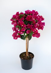 Bougainvillea hybrida Stamm