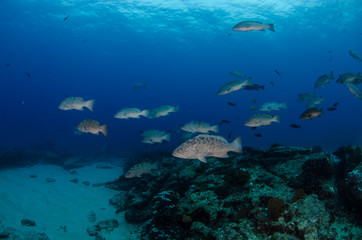 Naklejka na ściany i meble Reef fishes from the sea of cortez, mexico