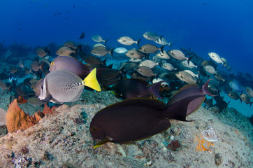 Surgeonfish. reefs of the Sea of Cortez, Pacific ocean. Cabo Pulmo, Baja California Sur, Mexico. 