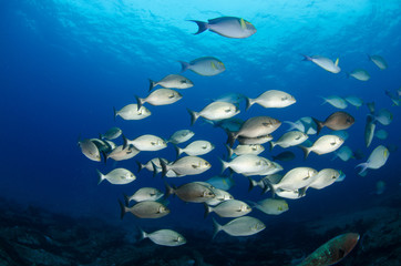 Fototapeta na wymiar Reef fishes from the sea of cortez, mexico