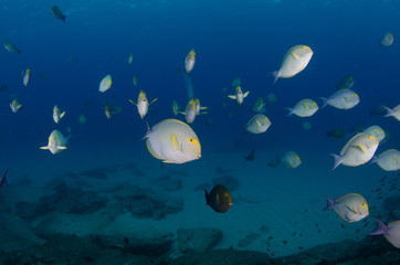 Fototapeta na wymiar Surgeonfish. reefs of the Sea of Cortez, Pacific ocean. Cabo Pulmo, Baja California Sur, Mexico. 