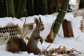 竹林で立ち止まる冬のエゾリス