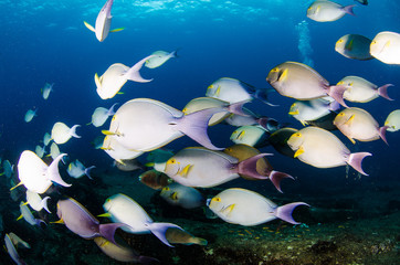 Surgeonfish. reefs of the Sea of Cortez, Pacific ocean. Cabo Pulmo, Baja California Sur, Mexico. 