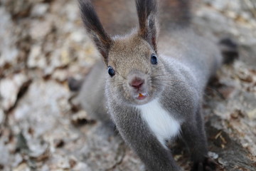 木から下りる冬のエゾリス